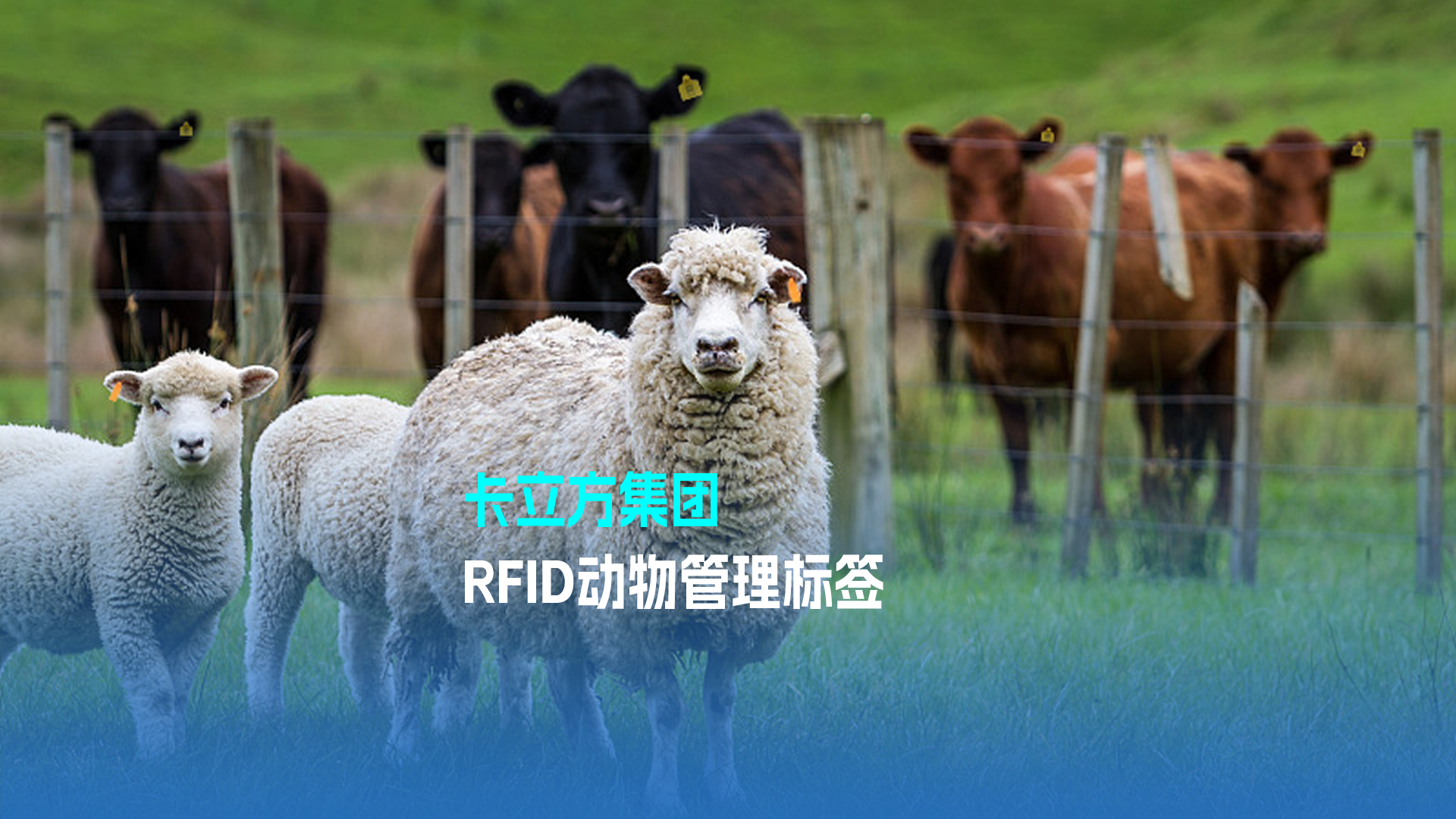 卡立方集團RFID動物管理標(biāo)簽 科技賦能現(xiàn)代畜牧業(yè)新篇章
